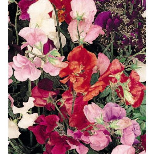 Sweet Pea Bijou – Intensely Fragrant Dwarf Variety