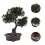 4 pezzi bonsai pino simulato, decorativa 11