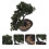 4 pezzi bonsai pino simulato, decorativa 9
