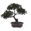 4 pezzi bonsai pino simulato, decorativa 1