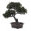 4 pezzi bonsai pino simulato, decorativa 10