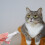 Coupe Ongles Argenté Pour Chats Petits Animaux 5