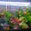 Safe Fishtanks Decoration Realistic Green Plant-Section 2 6