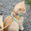 1Ensemble Harnais Chat Respirant Orange + Laisse Longue En Daim 4