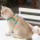 1Ensemble Harnais Chat Respirant Orange + Laisse Longue En Daim 5