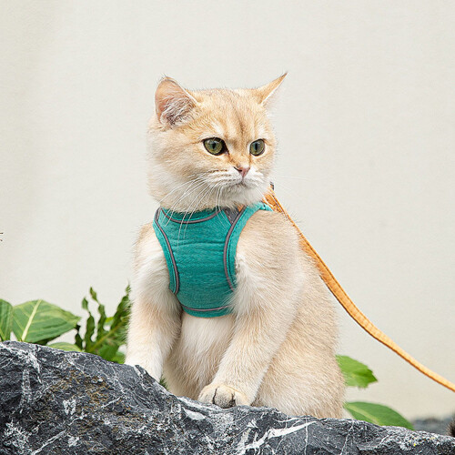 1Ensemble Harnais Chat Respirant Orange + Laisse Longue En Daim 2
