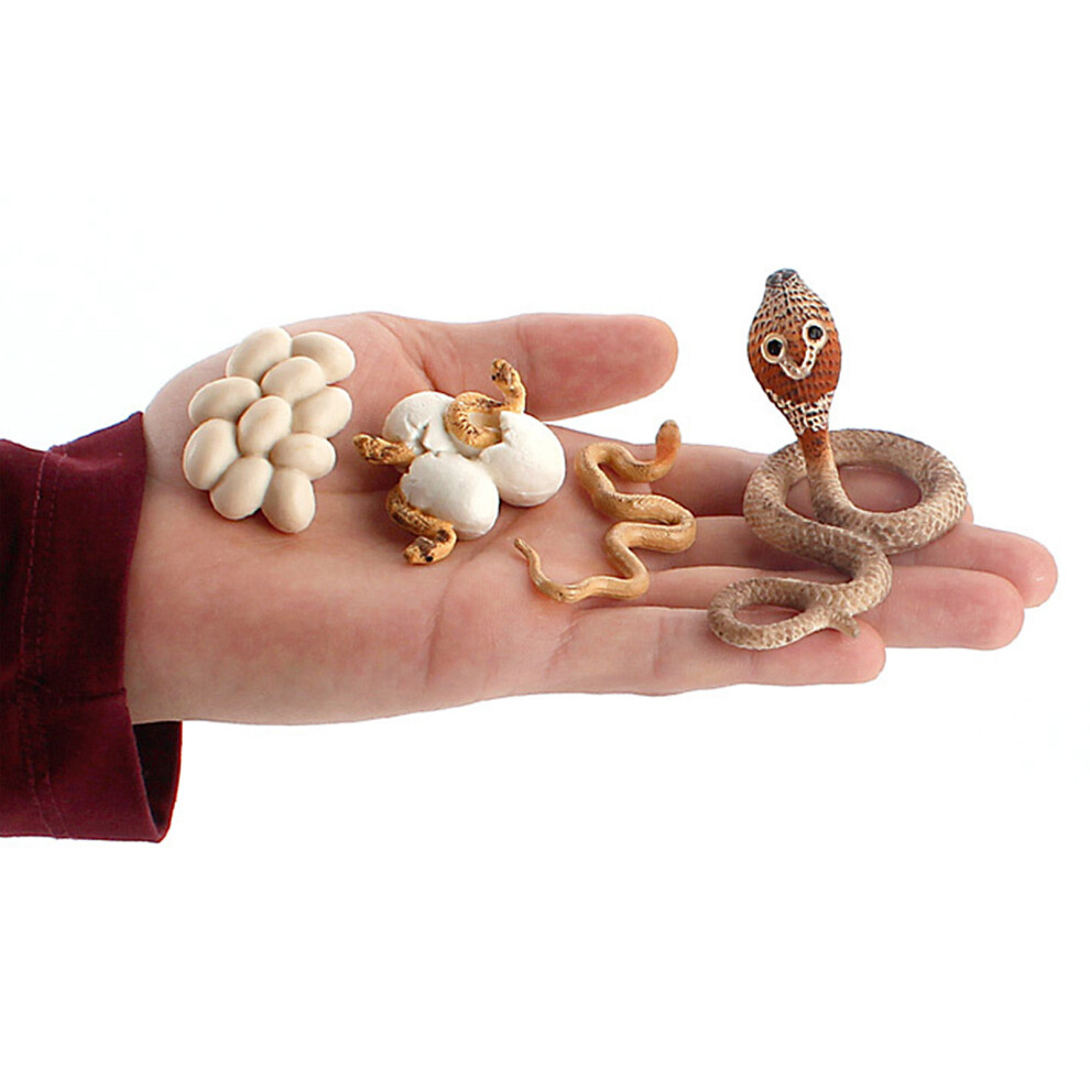 (Multi-color) Simulation Snake Growth Cycle Playset Educational Classroom Toys-image-OPC-PKHK6W8-NEW