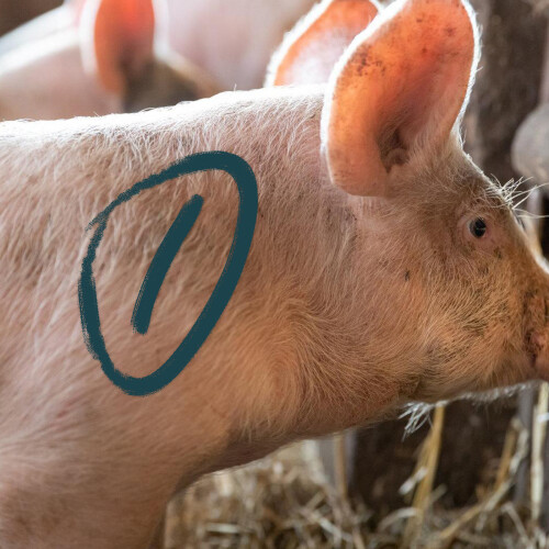 5 grüne markierungskreide für rinder mit abdeckungen 2