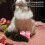 4pcs Silicone Cat Boots Anti-Scratch Nail Covers 6