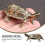 mini bonsai plantendecor met schildpad voor 11