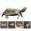 mini bonsai plantendecor met schildpad voor 4