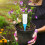 12Pcs Automatic Bonsai Plant Watering Tools Assorted Color Durable PP 10