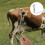 10 Pcs Kick- Shrapnel Anti-kick Device Cow Control Spring Clip 9