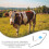 10 Pcs Kick- Shrapnel Anti-kick Device Cow Control Spring Clip 4