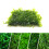 Christmas Moss Plant Aquarium Aquarium Java Moss Moss Mesh Aquarium 6