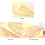 DIY Craft Sewing Tool for Beginner Tailors-Clothing ruler 6501 5