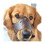 Dog Leather Anti Bark Muzzle for Large Medium Small Dogs M 1
