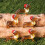 Dachshund Dog String Light, Led Battery Powered, Decorative Indoor Christmas Tree 4