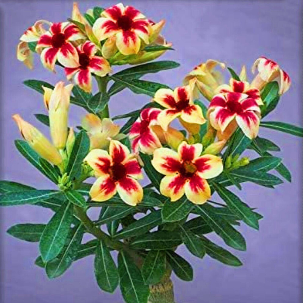 Exotic  - Desert Rose -Desert Rose- Great Choice For A Garden -Desert Rose  -Perennial-Professional