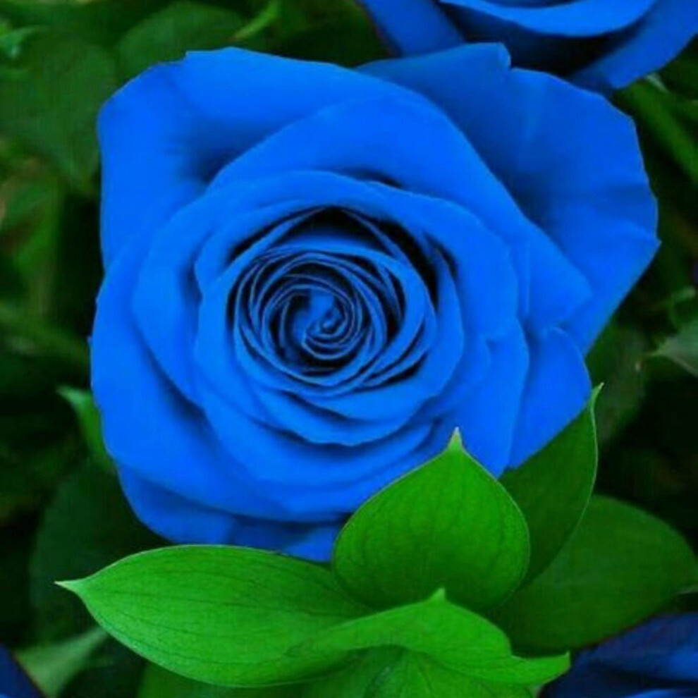 Attractive Rose- Roses Grow Fast-Rose Low Maintenance  -Fragrance Rose-image-OPC-PKHVGQK-NEW