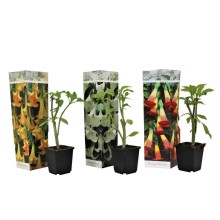 Brugmansia Angel's Bells - Set of 3 - 25-40cm Tall - 9cm DiameterMulticolouredH25cm x W9.00cm