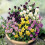 Viola Bambini Mixed. For Borders, Containers & Garden Edges 1