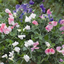 Sweet Pea Little Sweetheart Mixed – Compact Fragrant Blooms