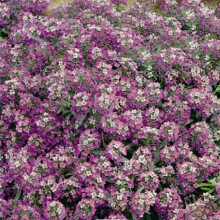 Alyssum Rosie O'Day – Distinctive Lavender-Pink Blooms