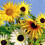 Sunflower Miniature Mixture. Compact Charm for Every Garden 1
