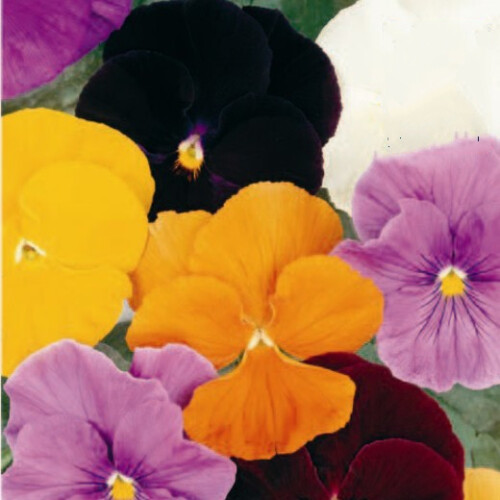 Pansy Clear Crystals – A Garden Gem