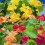 Nasturtium Whirlybird Mixed – Vibrant Garden Performers 1