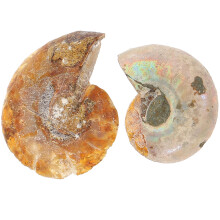 2 ammoniten-fossilien-präparate, wissenschaftsdekoration, laborzubehör