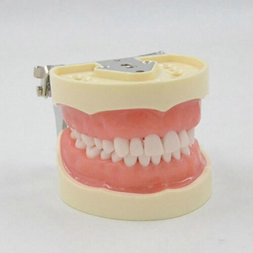 32 Dental Typodont Teeth Model Removable Tooth Model Teaching Study Typodont 2