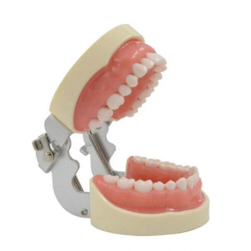 32 Dental Typodont Teeth Model Removable Tooth Model Teaching Study Typodont