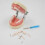 32 Dental Typodont Teeth Model Removable Tooth Model Teaching Study Typodont 21