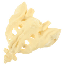 modelo prático do sacro humano para treinamento médico