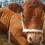 estaca de amarração para cabras, ovelhas, vacas e galinhas 4