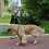 Dog Leash Traffic Padded Two S, Threads for Safety for Dogs 15