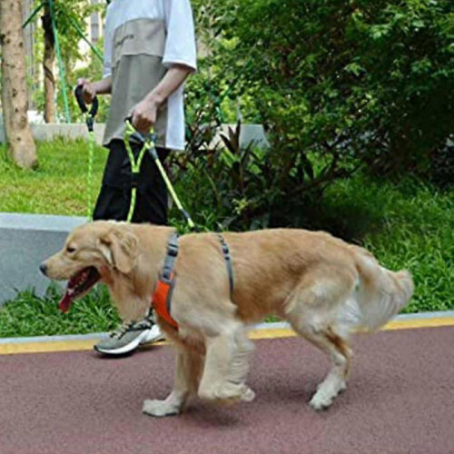 Dog Leash Traffic Padded Two S, Threads for Safety for Dogs 2