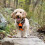 No-pull Dog Harness Padded Adjustable Pet Vest Harness Clip Harness 7