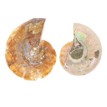 2 pezzi ammonite fossile, ornamento e materiale laboratorio