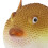Aquarium Kugelfisch Leuchtender Simulation 15