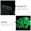 100 unid anéis fluorescentes para barraca camping, grampos, estacas 9
