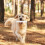 geurtrainingstool hond, - en agiliteitstraining, geurspelen 3