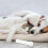 geurtrainingstool hond, - en agiliteitstraining, geurspelen 4