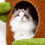 Bingopaw 148cm Tall Cat Tree Flower Activity Tower  Post 7
