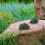 2pcs Realistic Artificial Rocks for Landscaping and Aquarium Decor 7