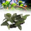Aquarium Künstliche Pflanze Kunststoff Simulation 12