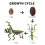 set mantis levenscyclus figuur educatief hulpmiddel vroegonderwijs 10
