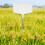 plastic plant label tag creative shape marker for garden diy supply 4